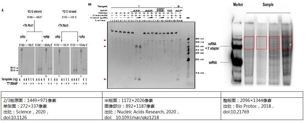 SCI論文電泳凝膠圖像應(yīng)用舉例 SCI論文電泳凝膠圖像應(yīng)用舉例