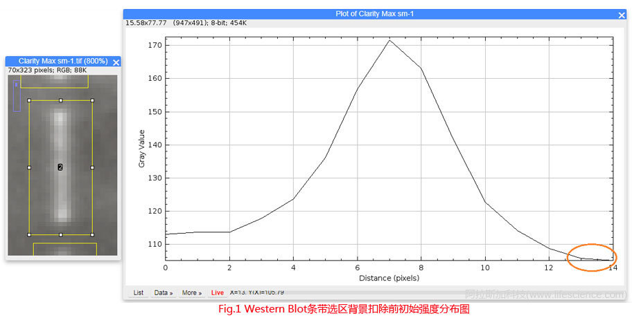 Fig 1 背景扣除前Western Blot條帶選區(qū)圖像初始信號(hào)強(qiáng)度分布圖.jpg Fig 1 背景扣除前Western Blot條帶選區(qū)圖像初始信號(hào)強(qiáng)度分布圖.jpg