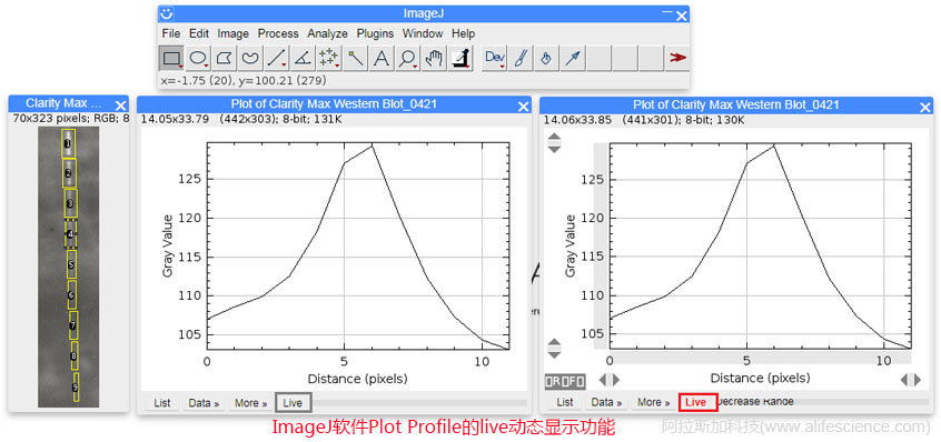 ImageJ軟件Plot Profile的live動態(tài)顯示功能.jpg ImageJ軟件Plot Profile的live動態(tài)顯示功能.jpg