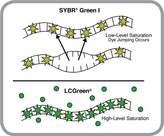 實時熒光定量PCR儀LC Green和SYBR Green I標記染料工作原理.jpg 實時熒光定量PCR儀LC Green和SYBR Green I標記染料工作原理.jpg