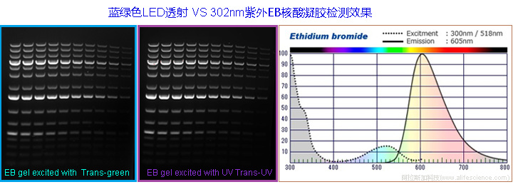 iBright FL1500 藍(lán)綠透射光源用于EB凝膠的檢測.jpg iBright FL1500 藍(lán)綠透射光源用于EB凝膠的檢測.jpg