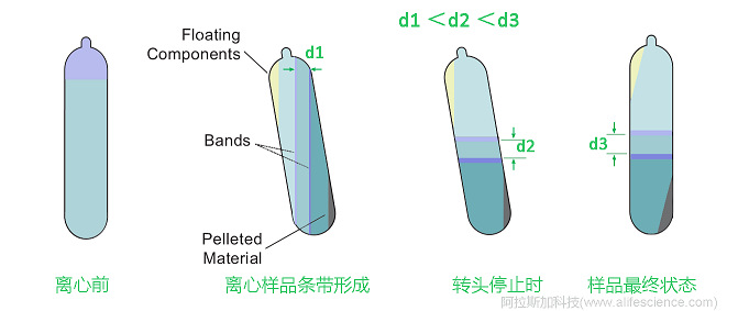 Beckman Optima XE-100 Optima XE-90超速離心機NVT 100_NVT 90_NVT65_NVT 65.1近垂直轉(zhuǎn)頭用于連續(xù)密度梯度離心原理圖.jpg Beckman Optima XE-100 Optima XE-90超速離心機NVT 100_NVT 90_NVT65_NVT 65.1近垂直轉(zhuǎn)頭用于連續(xù)密度梯度離心原理圖.jpg
